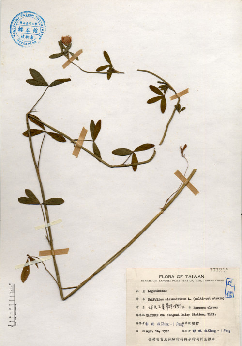 Trifolium alexandrinum L._標本_BRCM 4163