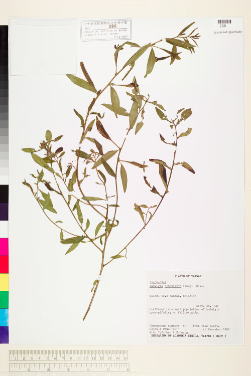 Ludwigia octovalvis (Jacq.) Raven_標本_BRCM 3631