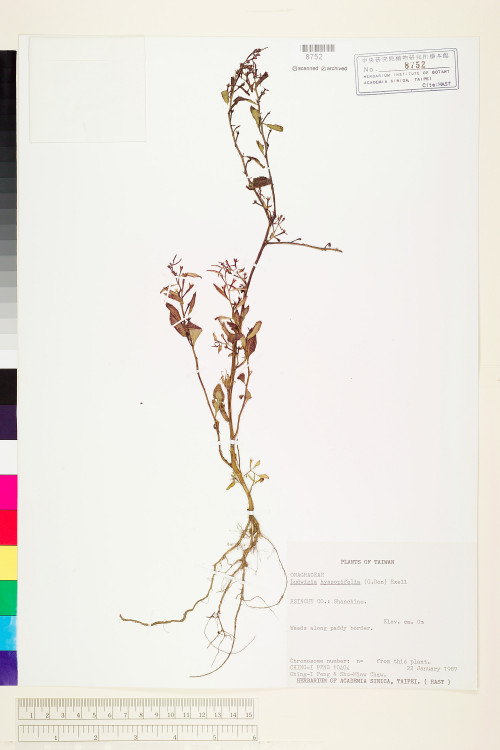 Ludwigia hyssopifolia (G. Don) Exell_標本_BRCM 3615