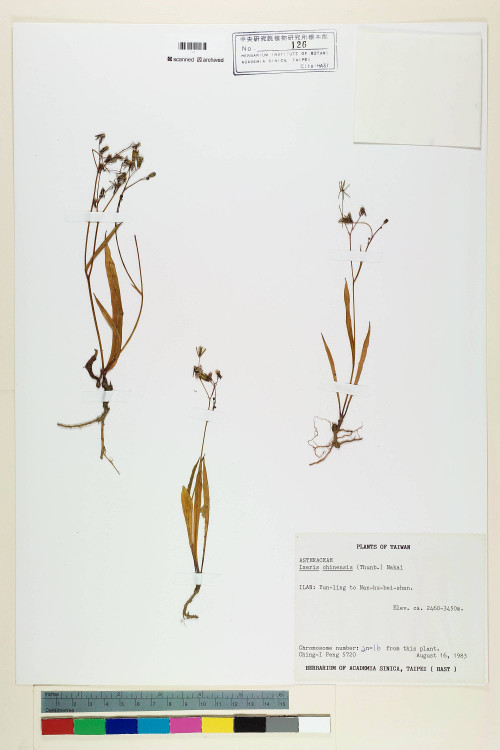 Ixeris chinensis (Thunb.) Nakai_標本_BRCM 6424