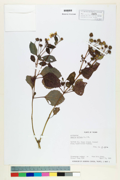 Wedelia biflora (L.) DC._標本_BRCM 6640