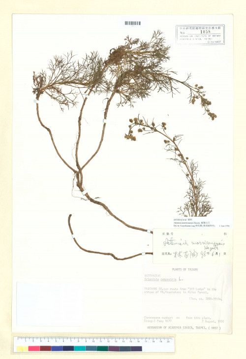 Artemisia morrisonensis Hayata_標本_BRCM 6865