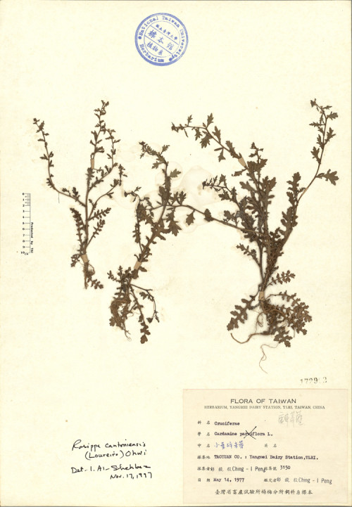Cardamine parviflora L._標本_BRCM 4388