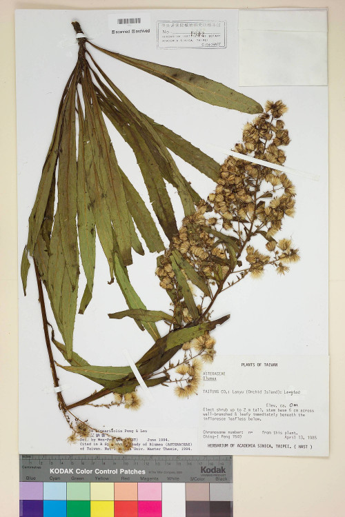 Blumea laciniata (Roxb.) DC._標本_BRCM 3778