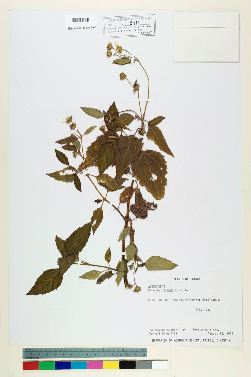 Wedelia biflora (L.) DC._標本_BRCM 6584