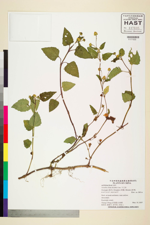 Acmella ciliata (Kunth) Cass._標本_BRCM 5008