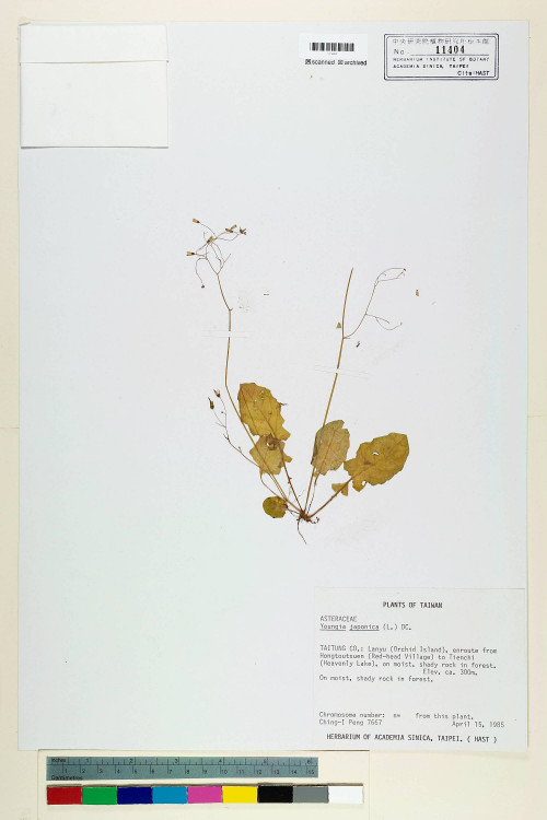 Youngia japonica (L.) DC._標本_BRCM 5484