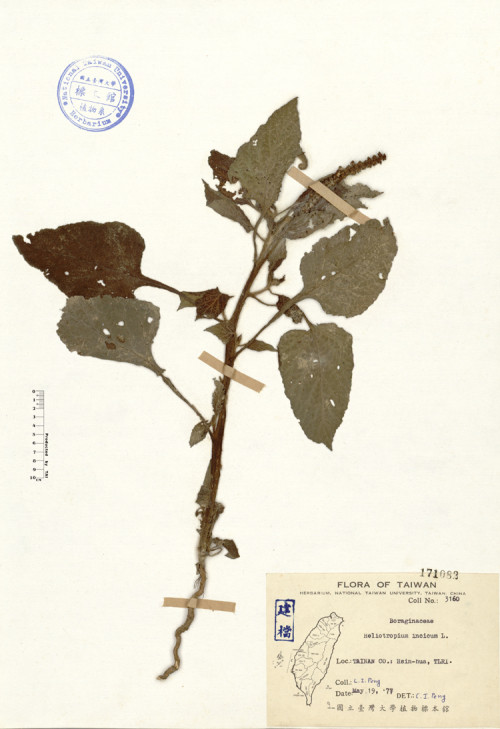 Heliotropium indicum L._標本_BRCM 4120