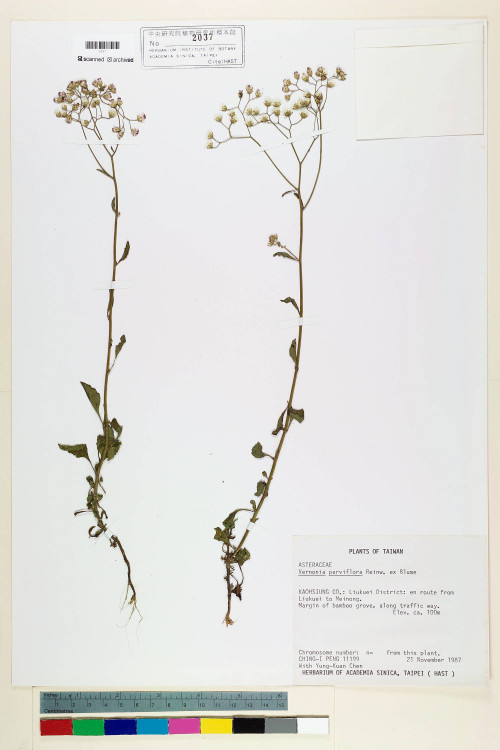 Vernonia parviflora Reinw. ex Blume_標本_BRCM 5127