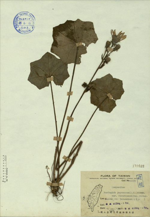 Farfugium japonucum (L. f.) Kitam. var. formosanum (Hay.) Kitam._標本_BRCM 4365