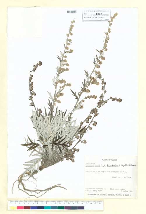 Artemisia somai Hayata var. batakensis (Hayata) Kitam._標本_BRCM 6798