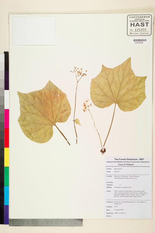 Begonia brandisiana標本_BRCM 2445