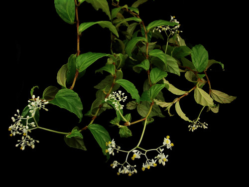 Begonia glabra Aubl.