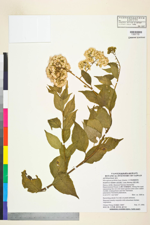 Microglossa pyrifolia (Lam.) Kuntze_標本_BRCM 7454
