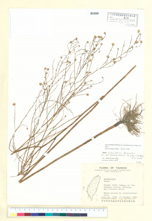 Aster subulatus Michaux var. sandwicensis (A. Gray) A. G. Jones_標本_BRCM 5318