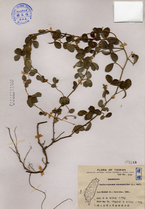 Cantharospermum scarabaeoides (L.) Bail._標本_BRCM 4129