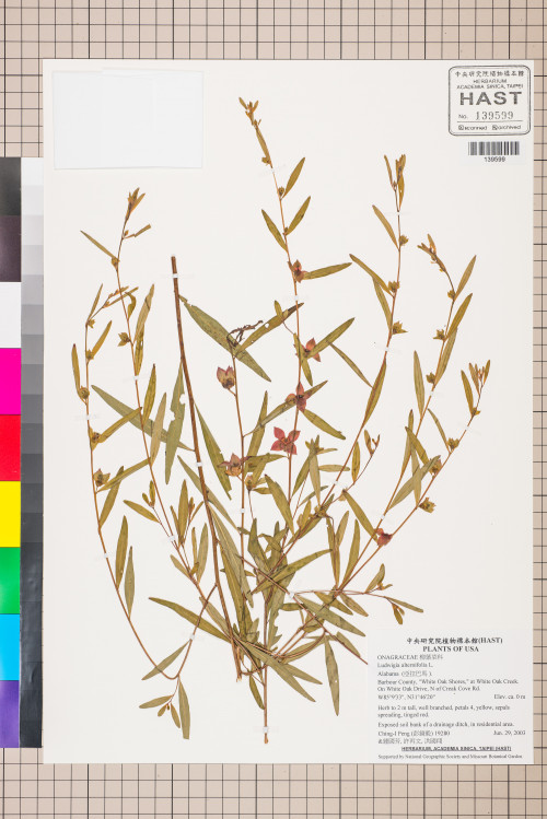 Ludwigia alternifolia L._標本_BRCM 3459