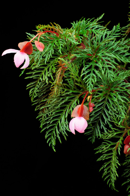 Begonia bipinnatifida J.J.Sm.