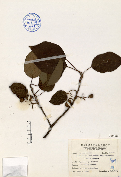 Actinidia callosa Lindl. var. formosana Finet & Gagnep._標本_BRCM 4651