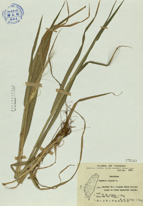 Hordeum vulgare L._標本_BRCM 4131