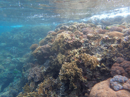 保育區海底景觀—綠島