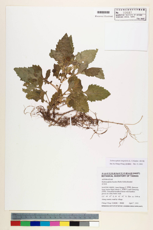 Dichrocephala integrifolia (L. f.) Kuntze_標本_BRCM 7423