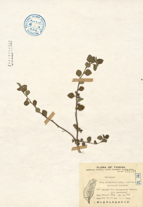 Sida rhombifolia L. subsp. insularis (Hatusima) Hatusima_標本_BRCM 4140