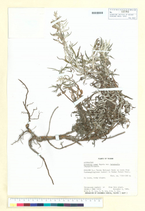 Artemisia somai Hayata var. batakensis (Hayata) Kitam._標本_BRCM 7273