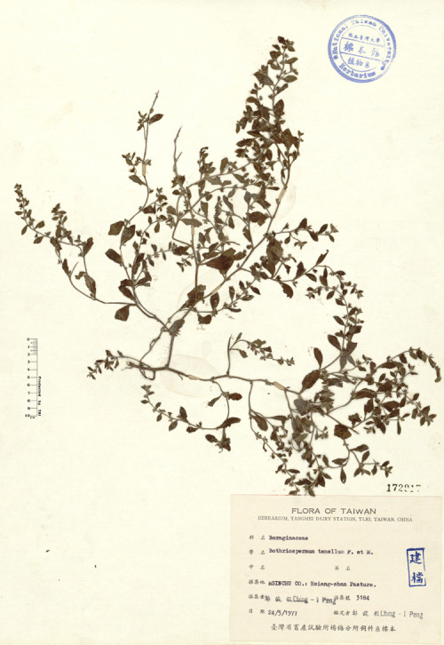 Bothriospermum tenellum (Hornemann) Fischer & Meyer_標本_BRCM 4401