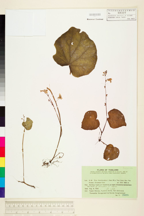 Begonia alicida標本_BRCM 1320