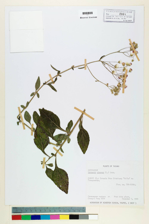 Vernonia cinerea (L.) Less._標本_BRCM 5112