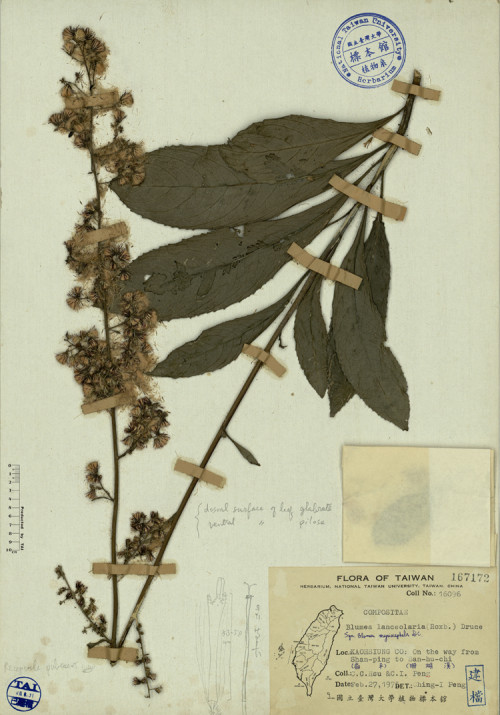 Blumea lanceolaria (Roxb.) Druce_標本_BRCM 3892
