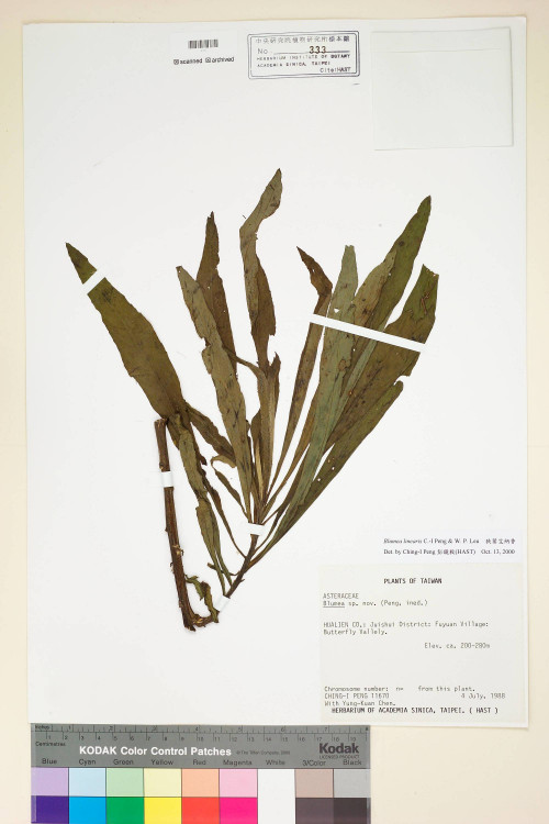 Blumea linearis C.-I Peng & W. P. Leu_標本_BRCM 4893