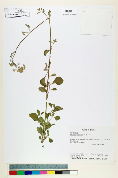 Vernonia cinerea (L.) Less._標本_BRCM 5134