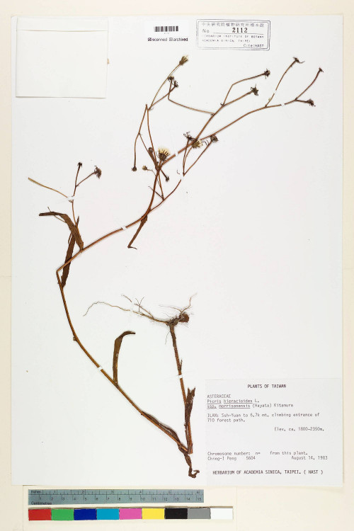 Picris hieracioides L. subsp. morrisonensis (Hayata) Kitam._標本_BRCM 6417