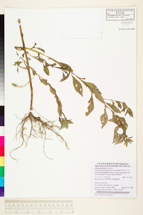 Ludwigia hyssopifolia (G. Don) Exell_標本_BRCM 3652