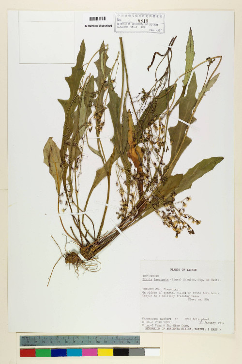 Ixeris laevigata (Blume) Schultz-Bip. ex Maxim var. oldhami (Maxim.) Kitam._標本_BRCM 6930