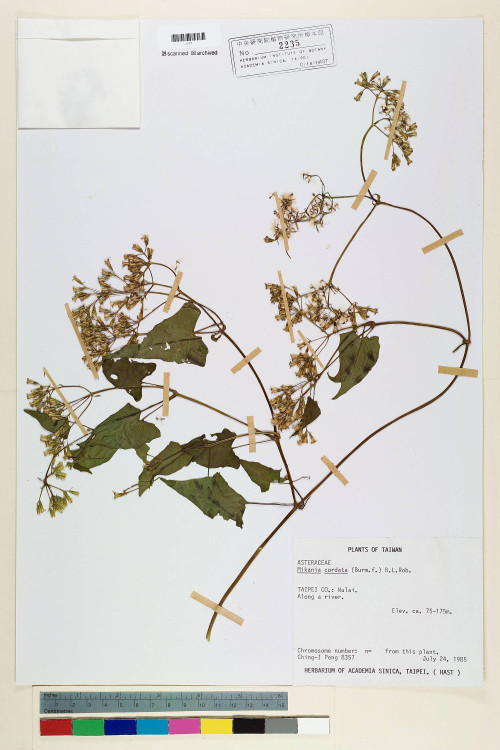 Mikania cordata (Burm. f.) B. L. Rob._標本_BRCM 6715