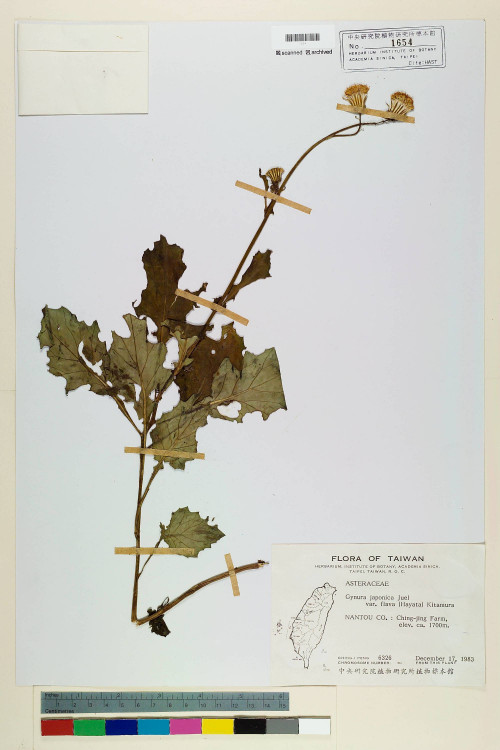 Gynura japonica (Thunb.) Juel var. flava (Hayata) Kitam._標本_BRCM 6494