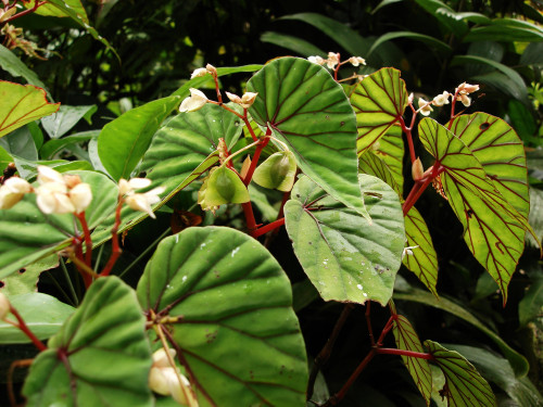 Begonia burbidgei Stapf