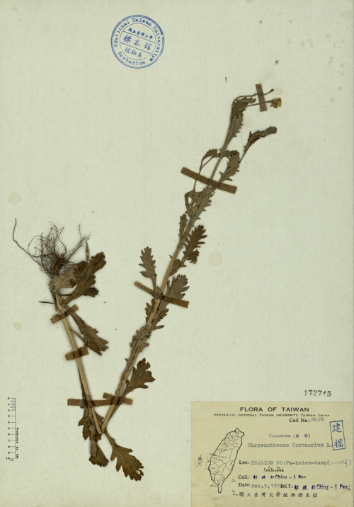 Chrysanthemum coronarium L._標本_BRCM 4306