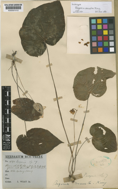 Begonia venusta標本_BRCM 8757