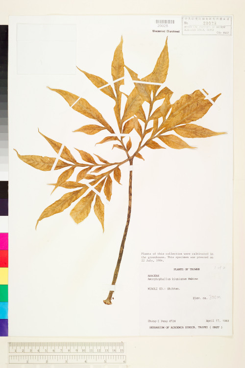 Amorphophallus kiusianus (Makino) Makino_標本_BRCM 5956