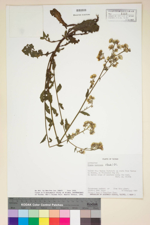 Blumea laciniata (Roxb.) DC._標本_BRCM 4850