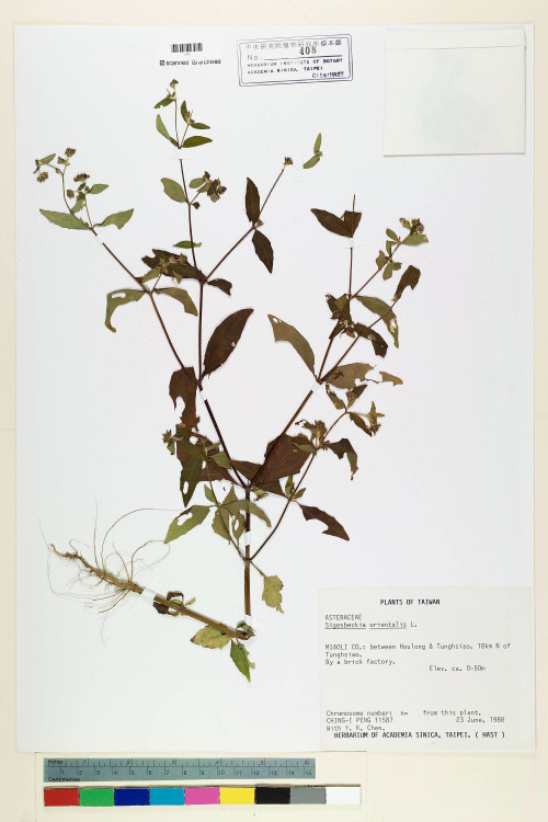 Sigesbeckia orientalis L._標本_BRCM 7111