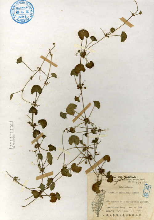 Centella asiatica(L.)Urban_標本_BRCM 4169