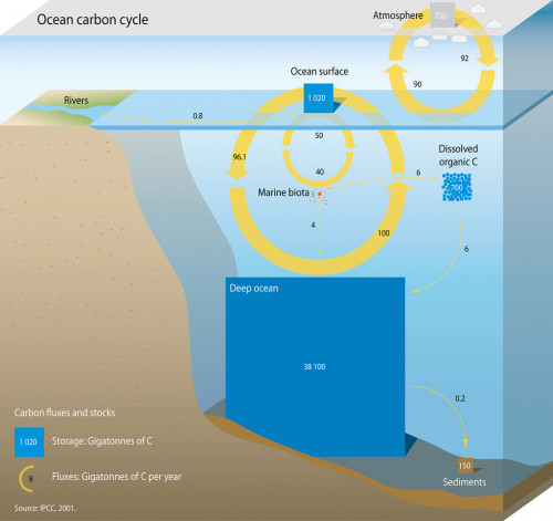 海洋碳循環