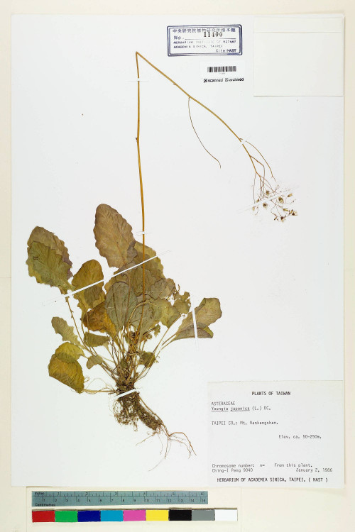 Youngia japonica (L.) DC._標本_BRCM 5490