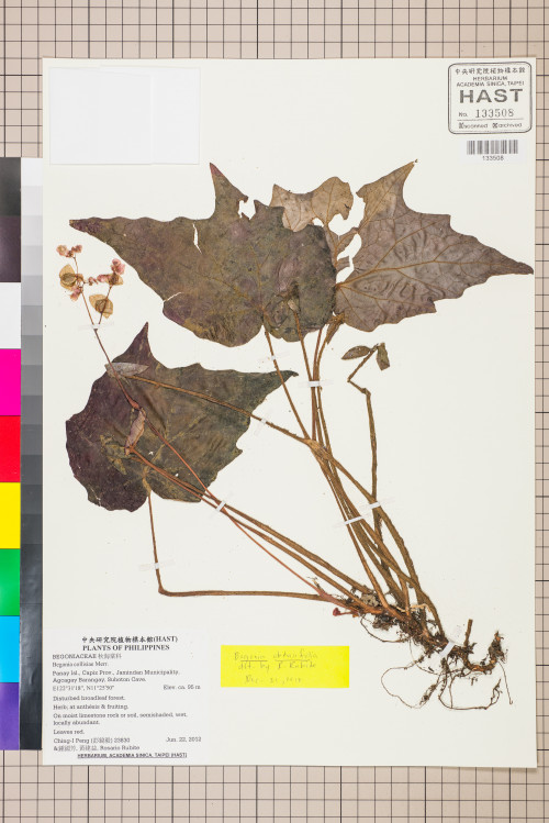 Begonia obtusifolia標本_BRCM 2681