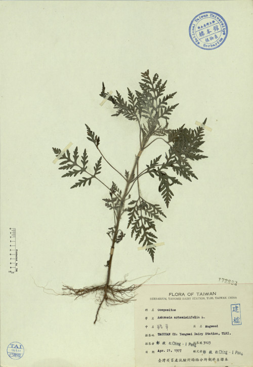 Ambrosia artemisiifolia L._標本_BRCM 4371